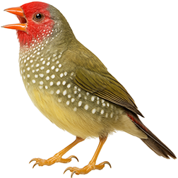 Star Finch